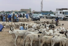 المربط - سوق الغنم- الماشية- المواشي- مربط- كبش - خروف