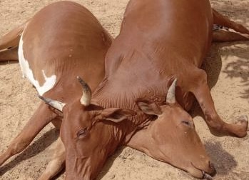 مصادر: نفوق 18 رأسًا من الأبقار في لعصابة وسط مخاوف من تلوث مياه الشرب