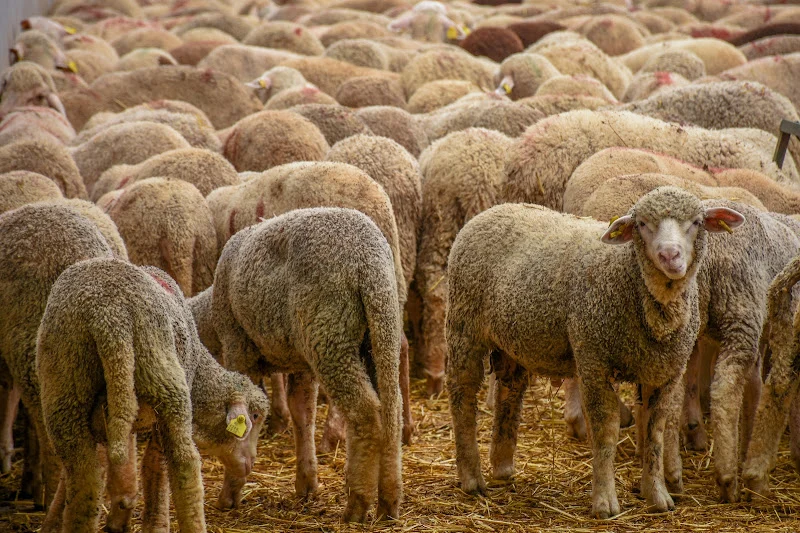 رغم فتح باب الاستيراد.. أسعار لحم الغنم تتجاوز ال 150 درهما في المغرب